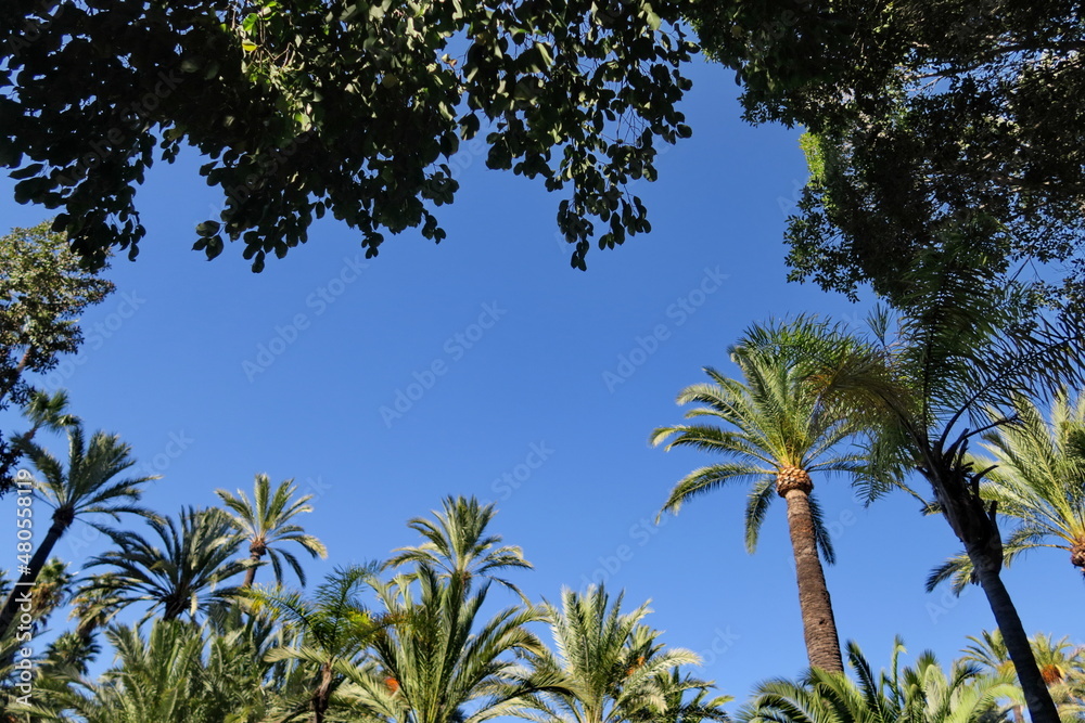 Palmiers, arbres et ciel bleu.