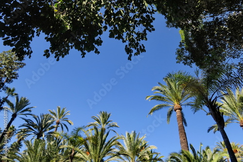Palmiers  arbres et ciel bleu.