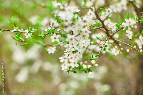 Branches of Blooming cherry tree flowers for easter and spring greeting cards with copy space, Beautiful floral spring background of nature, springtime concept