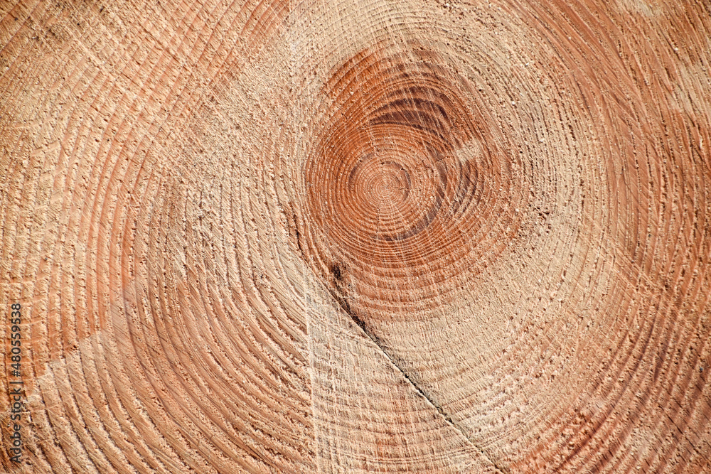 Tree cross section of an old tree trunk Tree cross section of an old tree trunk