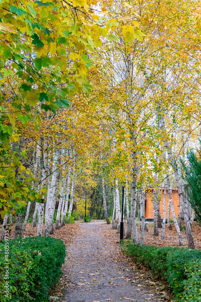Obraz premium Autumn forest road between birches. Autumn landscape of a birch grove.