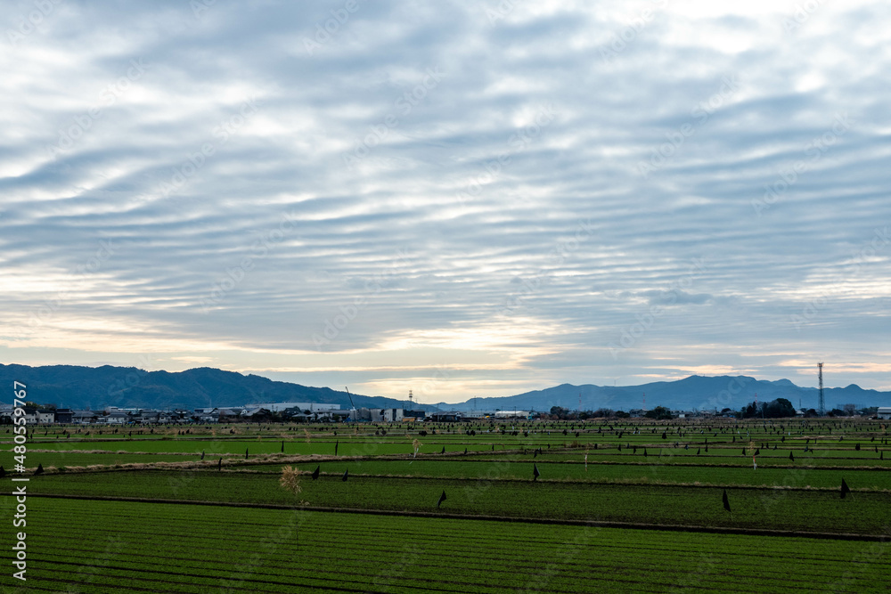 さば雲と田畑の風景