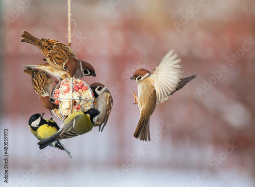 Bild auf Leinwand birds tits and sparrows sit on the feeder and et oil with seeds and nuts in the