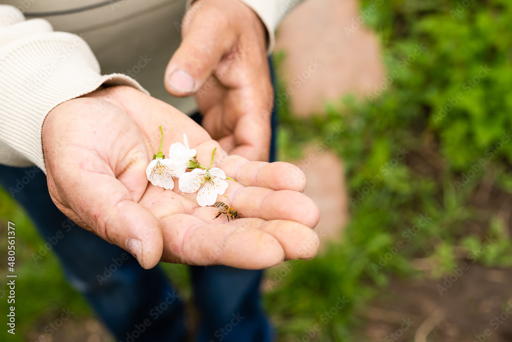 an elderly man holding a bee, control situation in bee colony. an elderly man holding a bee, control situation in bee colony.