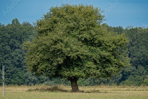 samotne rozłożyste drzewo na łące photo