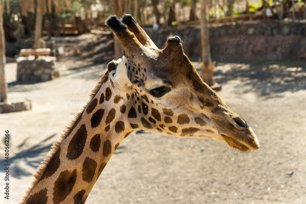 Giraffes at the zoo in Fuerteventura. Oasis Wildlife Giraffes at the zoo in Fuerteventura. Oasis Wildlife