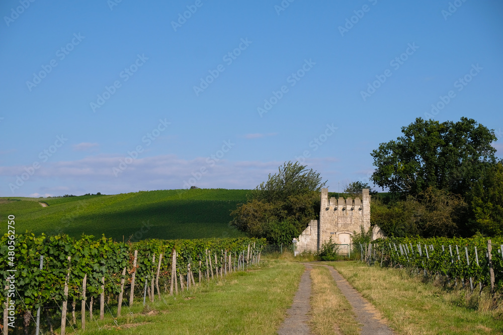 Wine region of Germany. Old building with the inscription Bodenheim 1904 in the vineyard. Wine region of Germany. Old building with the inscription Bodenheim 1904 in the vineyard.