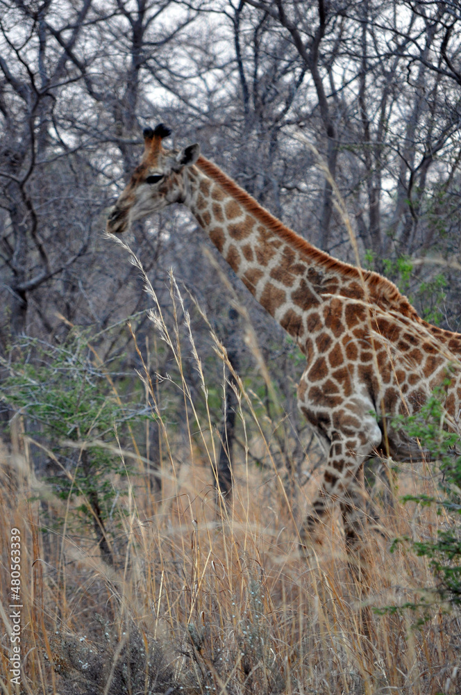 Obraz premium giraffe in the wild