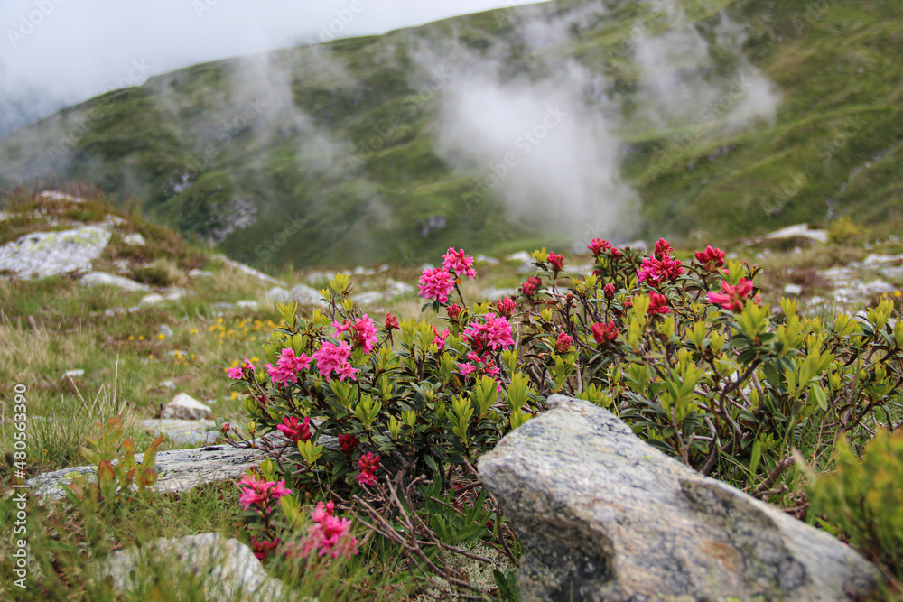 Foggy mountain flowers