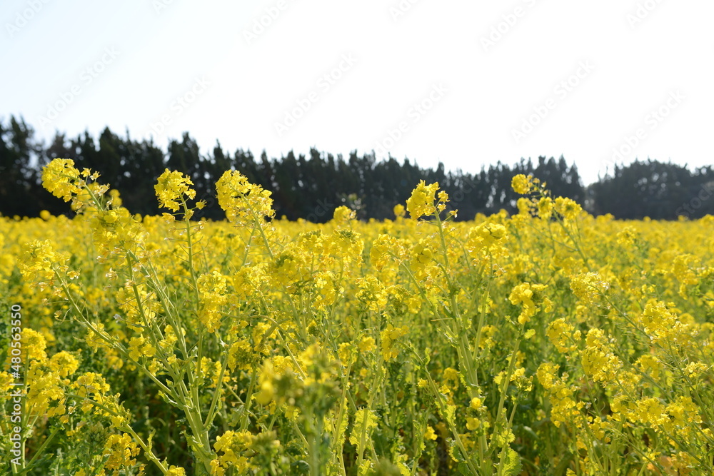 Obraz premium rape field