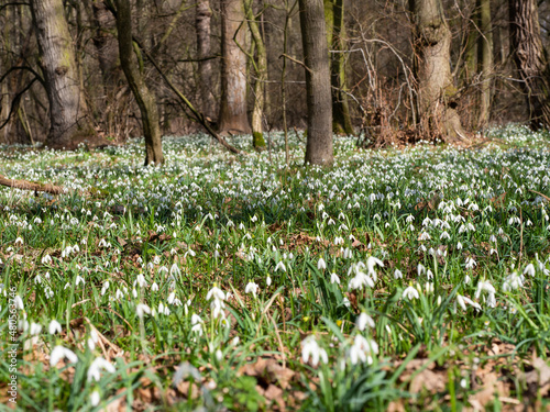 Carpet of white fresh snowdrops in spring forestor common snowdrop (Galanthus nivalis) flowers.Wild flower blooming in spring forest, white blossom.