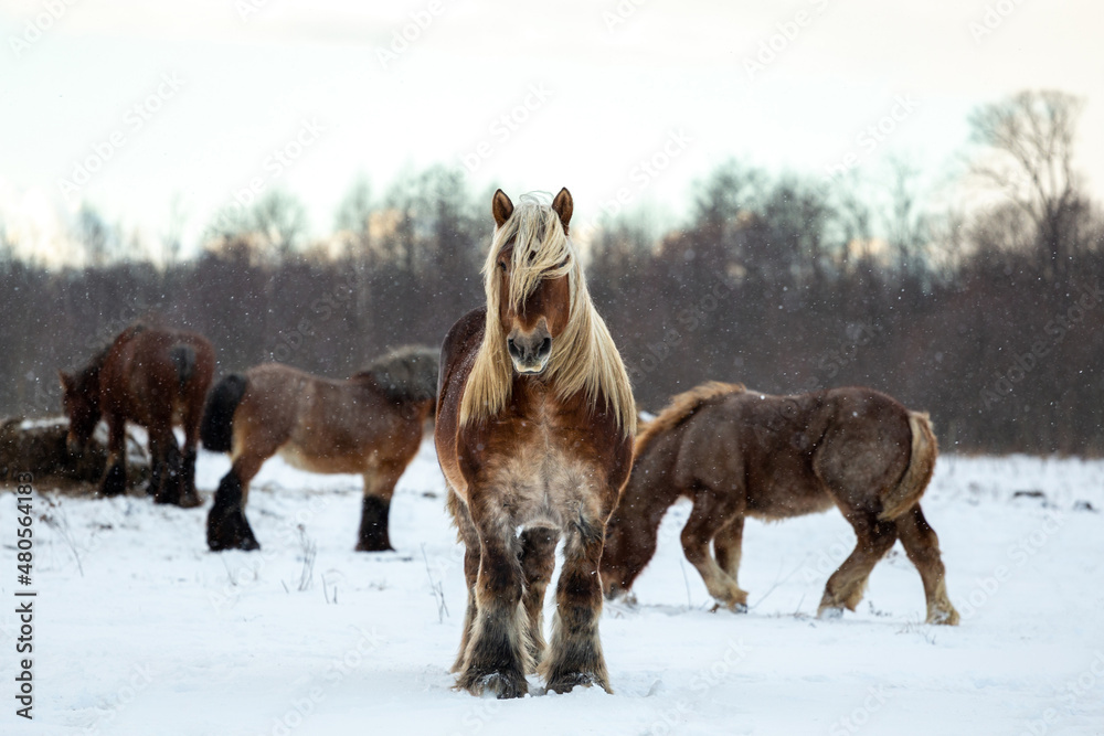 Belgian Draft Horse in winter field Belgian Draft Horse in winter field