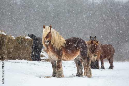 Foto Belgian Draft Horse in winter field