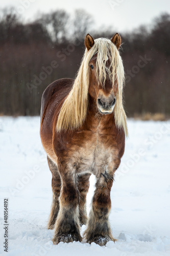 Foto Belgian Draft Horse in winter field