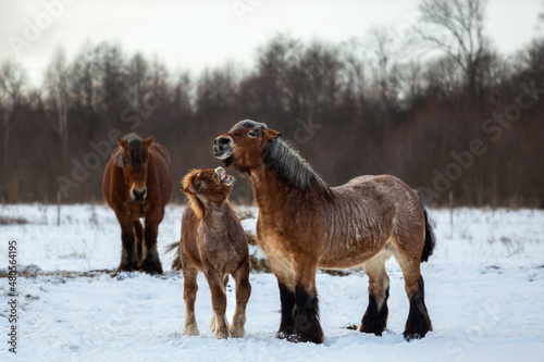 Belgian Draft Horse in winter field © vadimborkin