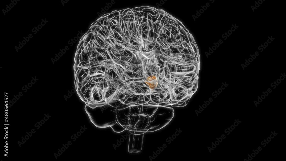 Brain Hypothalamus Anatomy For Medical Concept 3D animation Brain Hypothalamus Anatomy For Medical Concept 3D animation
