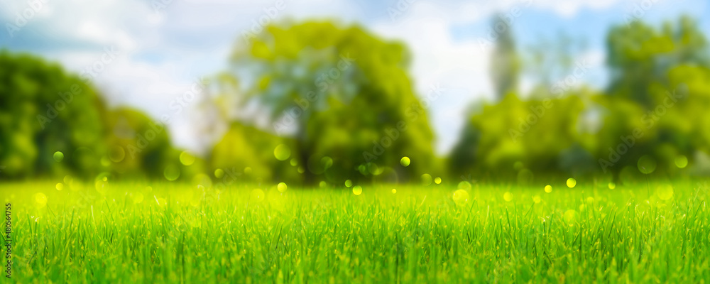 a beautiful summerday idyll outside in nature, blurred summer landscape background, green park trees with meadow, grasses pollen allergy alert a beautiful summerday idyll outside in nature, blurred summer landscape background, green park trees with meadow, grasses pollen allergy alert