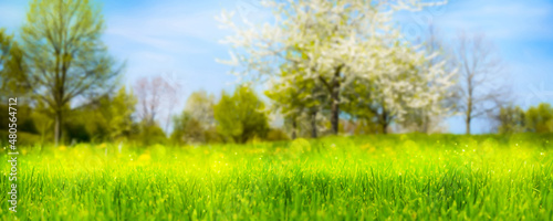 flowering trees in spring  blurred floral spring background with green meadow in foreground  idyllic springtime nature under blue sky  pollen allergy alert