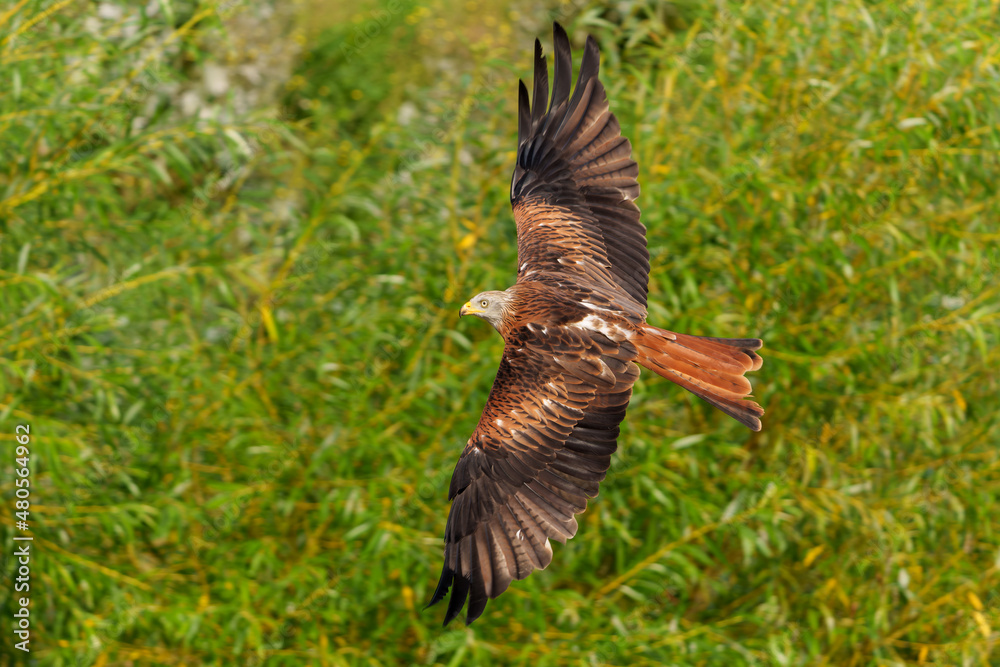 Red Kite (Milvus milvus) flying in Gelderland in the Netherlands Red Kite (Milvus milvus) flying in Gelderland in the Netherlands