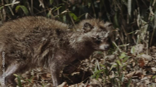 Japanese Raccoon with sarcoptic mange photo