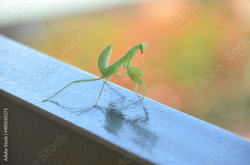 Praying mantis