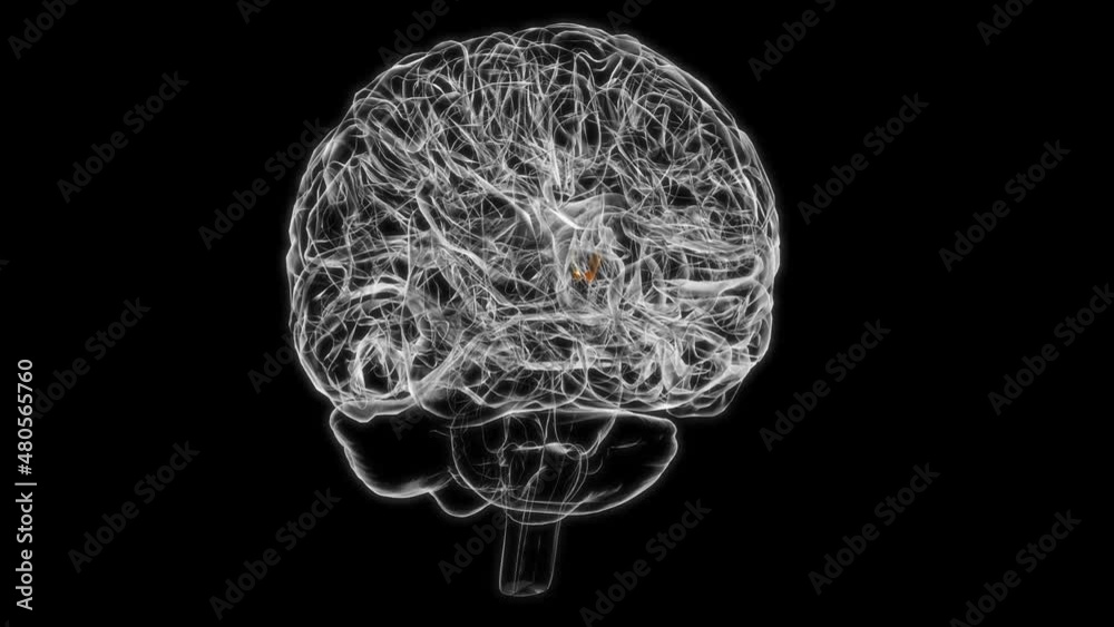 Brain Interventricular foramen Anatomy For Medical Concept 3D animation Brain Interventricular foramen Anatomy For Medical Concept 3D animation