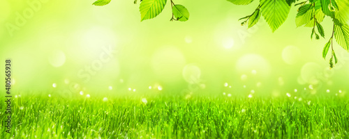 beautiful empty spring background with border from grass blades and tree leaves, green isolated grass meadow illuminated from sunshine, springtime nature scene concept for happy easter