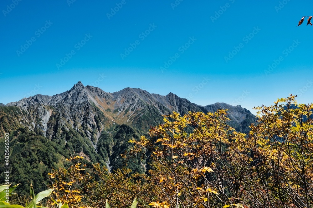 Fototapeta premium Nature of Japan