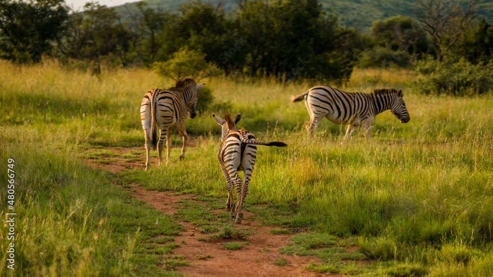 Fotografie, Obraz Three zebras are walking in the field
