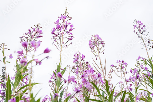 Blooming Chamerion angustifolium or rosebay willowherb, or great willowherb. Fireweed leaves can be used as fermented tea.