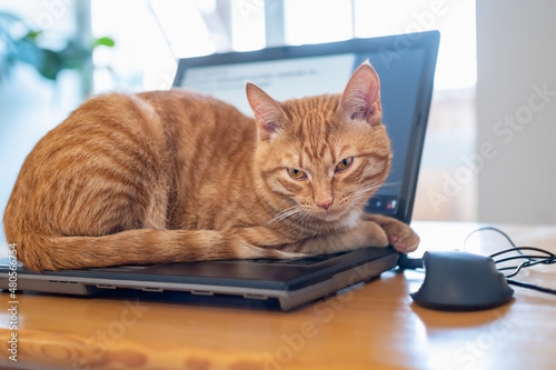 A beautiful red cat is lying on a laptop keyboard