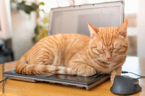 A beautiful red cat is lying on a laptop keyboard