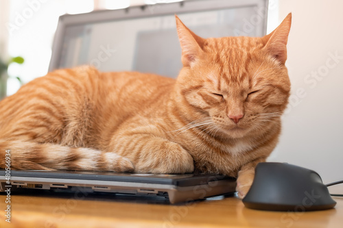 A beautiful red cat is lying on a laptop keyboard © Alex Images