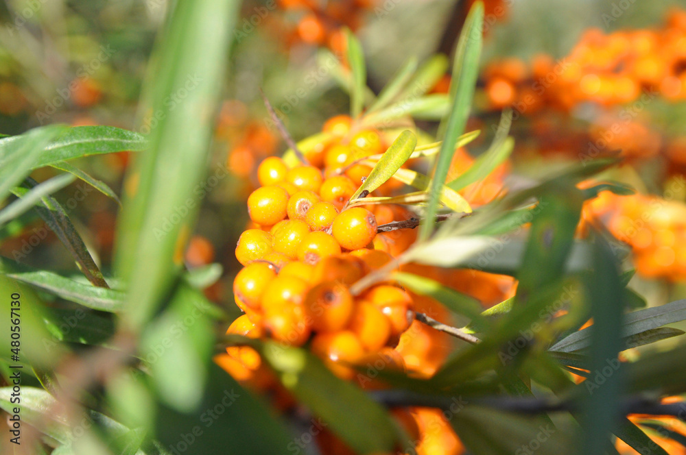 Ripe sea buckthorn berries on a branch. Ripe sea buckthorn berries on a branch.