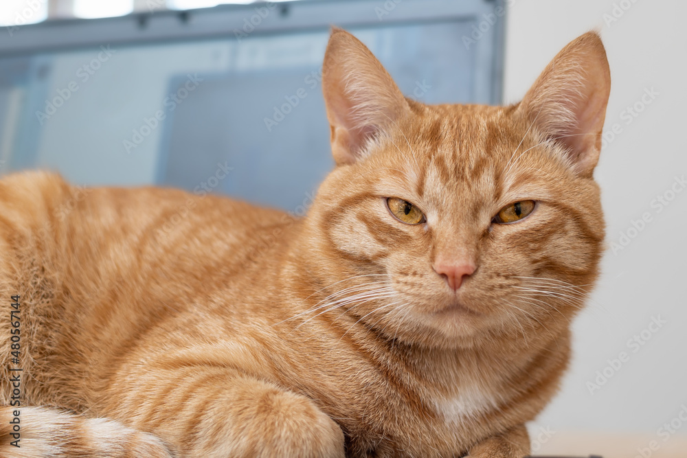 A beautiful red cat is lying on a laptop keyboard