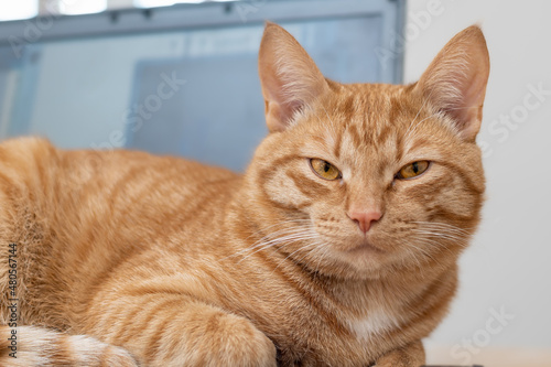 A beautiful red cat is lying on a laptop keyboard