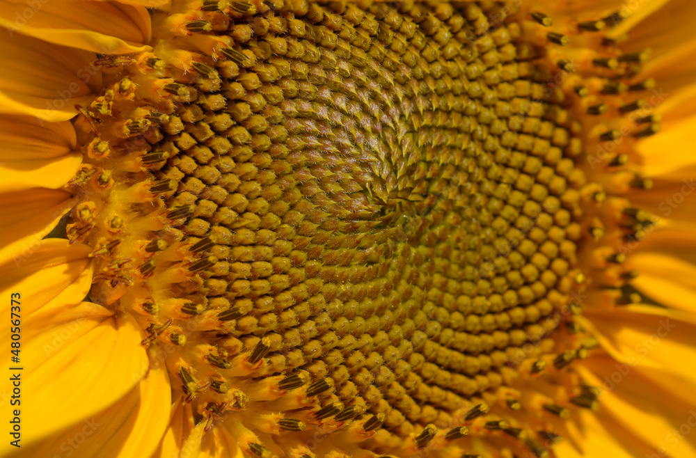 auffällige gelbe Sonnenblume in Nahaufnahme im Sommer auffällige gelbe Sonnenblume in Nahaufnahme im Sommer