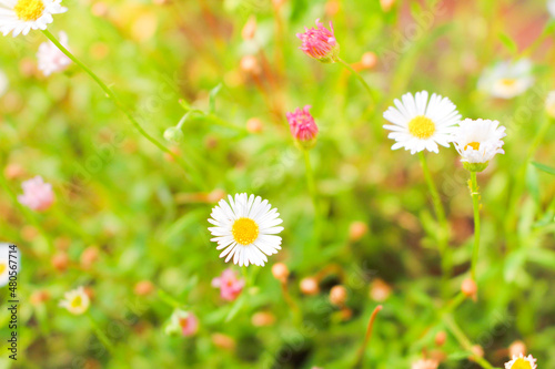 daisies in the grass