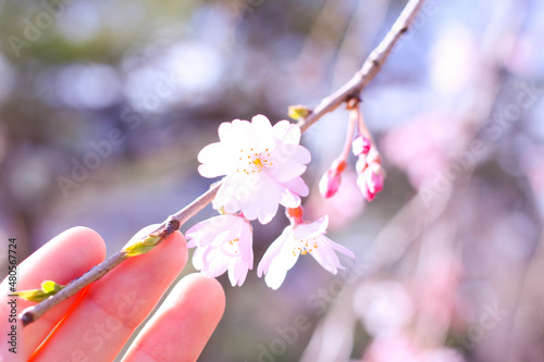 cherry blossom