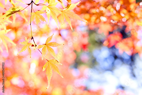 紅葉
