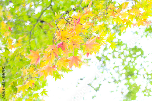 紅葉