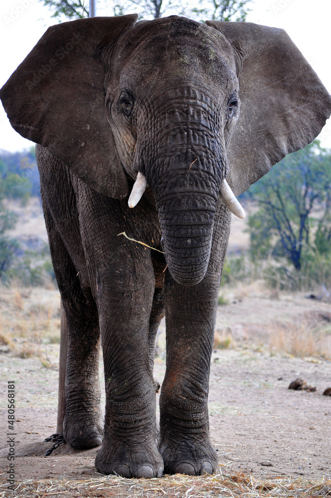 Fototapeta premium elephant