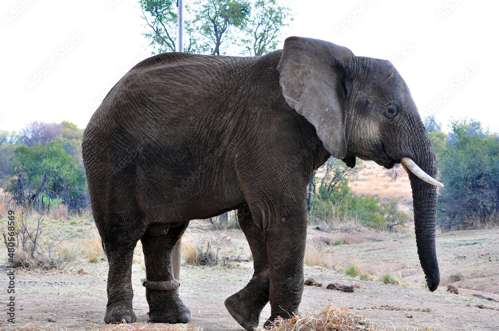 Fototapeta premium elephant