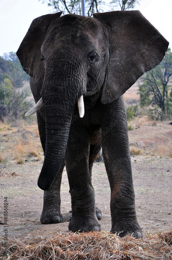 Fototapeta premium elephant in the wild