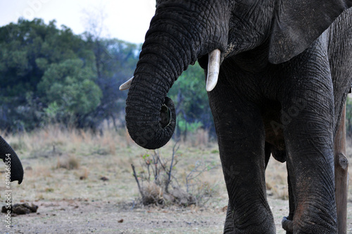 elephant