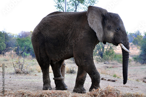 elephant