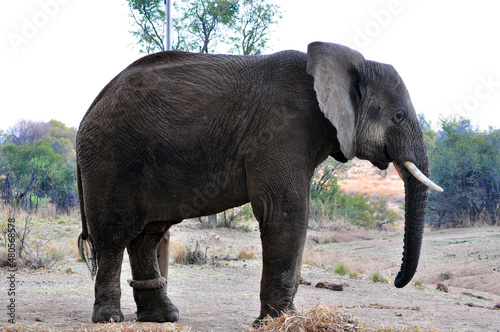 elephant