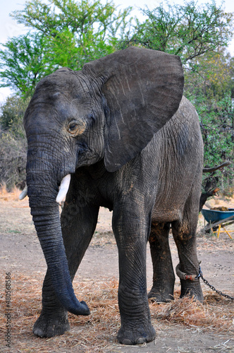 elephant in the zoo