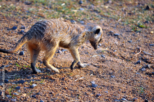 meerkat
