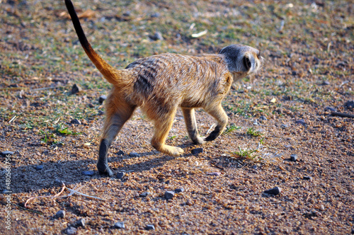meerkat on the ground